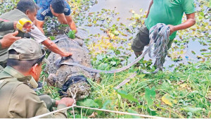 ‘কুমিরে আমার বাচ্চা খাইছে আমারেও খাইয়া ফেলুক’