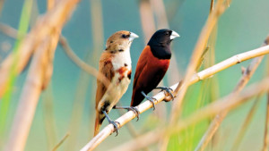 দুর্লভ কালো-মাথা মুনিয়া