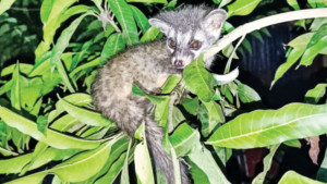 প্রকৃতির বন্ধু গন্ধগোকুল