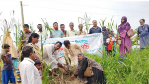 কালিগঙ্গার পাড়ে  খেজুর গাছের   চারা রোপণ