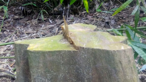 লাউয়াছড়া জাতীয় উদ্যানে গাছ পাচারের অভিযোগ