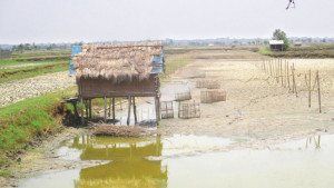 খরতাপে মরছে ঘেরের মাছ  ও ক্ষেতের গাছ