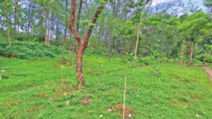 চট্টগ্রাম শহরে বন কতটুকু জানে না বন বিভাগ