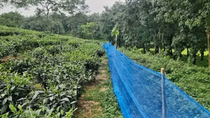 চা বাগানের শ্মশানের জমি দখল, প্রতিবাদে রাজপথে শ্রমিকরা