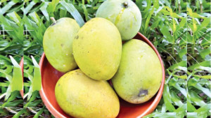 বাজারে অপরিপক্ব হাঁড়িভাঙা আম, রাসায়নিকে পাকানোর অভিযোগ