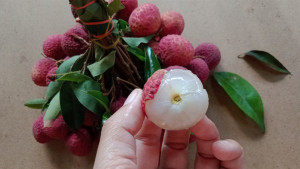 ভালো লিচু চিনবেন কীভাবে