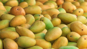 ফ্রিজ ছাড়াই আম সংরক্ষণের উপায়