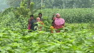 মেহেরপুরের গাংনী সীমান্তে নারী-শিশুসহ ৬ জনকে পুশইনের চেষ্টা