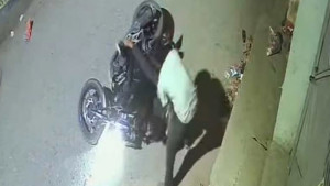 বাঁচানো গেল না রাফিকে 