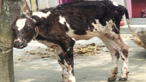 ছড়িয়ে পড়ছে গবাদি পশুর লাম্পি ও খুরারোগ