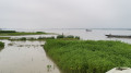 কুড়িগ্রামে বাড়ছে তিস্তা-ধরলার পানি, প্লাবিত নিম্নাঞ্চল