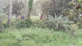 চাঁপাইনবাবগঞ্জে সীমান্তে ২৮ জনকে পুশইন করলো বিএসএফ