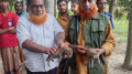 উদ্ধারের পর বনে ছাড়া হলো মেছো বিড়ালের দুটি ছানা