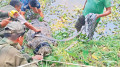 ‘কুমিরে আমার বাচ্চা খাইছে আমারেও খাইয়া ফেলুক’