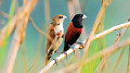 দুর্লভ কালো-মাথা মুনিয়া