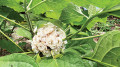 সাতসিকার সহস্রবেলি
