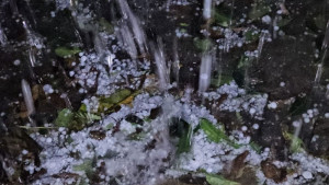 অস্বাভাবিক শিলাবৃষ্টিতে ফসল  নিয়ে দুশ্চিন্তায় কৃষক