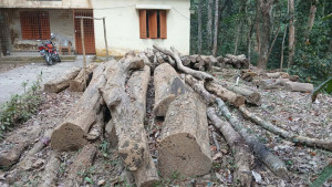 জব্দ কাঠ নষ্ট হচ্ছে অযত্নে রাজস্ব হারাচ্ছে সরকার
