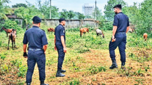 অভিযান চালিয়ে ১১ জীবিত ও ৯টি জবাই ঘোড়া উদ্ধার