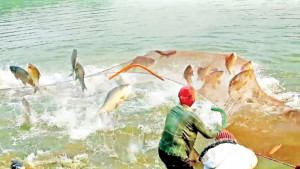 স্বাদুপানির মাছ চাষে সাফল্য: আশা ও আশঙ্কা