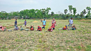 আলু চাষে আগ্রহ হারাচ্ছেন চাষি