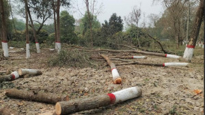 বেরোবিতে চারটি মাঠ থাকতেও ঈদের নামাজের কাতারের জন্য গাছ কর্তন