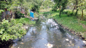 শ্যামাসুন্দরী খাল যেন মশা উৎপাদনের কারখানা
