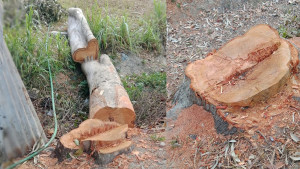 সরকারি গাছ কেটে বিক্রি করলেন সাবেক বিএনপি নেতা