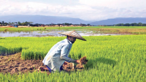 কৃষি অবহেলিত কেন