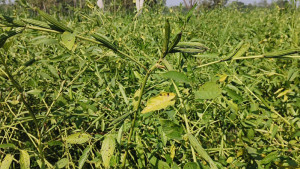 পাটের নতুন বীজে প্রতিবছর সাশ্রয় ১০০ কোটি টাকা