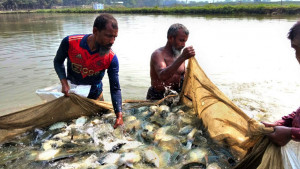 বাজারে মাছের ন্যায্যমূল্য না পেয়ে হতাশ খামারি