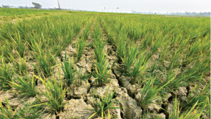 ক্ষতির মুখে হাজার বিঘা কৃষিজমি