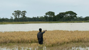 জমিতে কোমরসমান পানি, শ্রমিক সংকটে দিশাহারা কৃষক