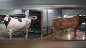 দর্শনার্থীদের নজর কাড়ছে ‘লাল-সাদা বাদশা’, হাঁকা হচ্ছে ২৫ লাখ টাকা