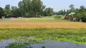 রায়গঞ্জে বৃষ্টির পানিতে তলিয়ে গেছে ধান, ঈদের আনন্দে বিষাদের ছায়া