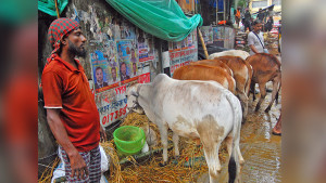ভিজে নষ্ট খড় ভূসি ঘাস, বিপাকে ক্রেতা-বিক্রেতারা