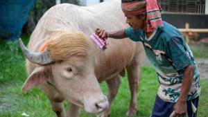 ‘ডোনাল্ড ট্রাম্প’ নামের মহিষটি কোরবানি হচ্ছে না