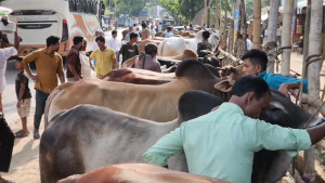 কক্সবাজারে মহাসড়কজুড়ে পশুর হাট, দুর্ঘটনার আশঙ্কা