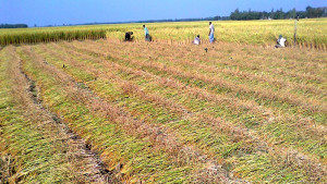 কৃষিতে জ্বালানির ধাক্কা এবং খাদ্য নিরাপত্তার ঝুঁকি