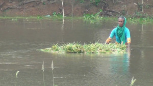 তলিয়ে যাওয়া হাজারও একরের  ফসল নিয়ে বিপদে কৃষক