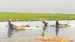 ধানপচা গন্ধে ভারী হাওরের বাতাস