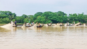 হালদায় প্রথম দফায় ডিম ছেড়েছে মাছ