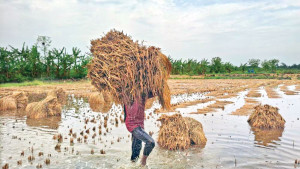 ধান-ডাল সব গেছে পানির নিচে