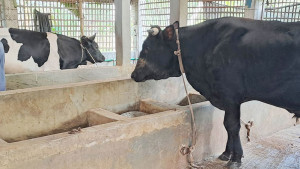 ঈদুল আজহার আগে গবাদি  পশুতে ভাইরাস আতঙ্ক