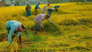 শ্রমিকের মজুরি ১১০০ টাকা, এক মণ ধানের দাম ৮৫০