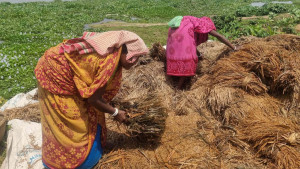 হবিগঞ্জে ৩৪০ কোটি  টাকার ফসলের ক্ষতি