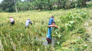বৃষ্টি ও ঢলের পানির নিচে ধান