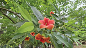পাহাড়ি ফুল পালাম