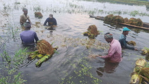 পরিবারের খাদ্যের জোগান নিয়ে দুশ্চিন্তায় হাওরের কৃষক