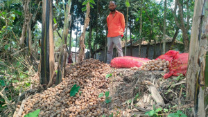 দাম নেই, হিমাগারেও রাখা যায়নি ঘরে রাখা আলু পচে সর্বনাশ